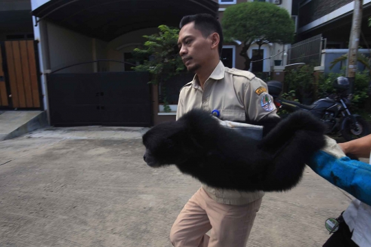 BKSDA selamatkan siamang langka yang dipelihara warga Kelapa Gading