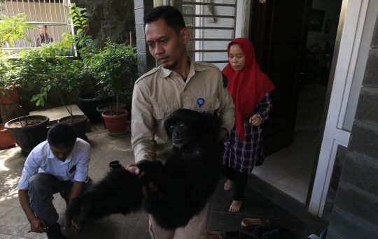 BKSDA selamatkan siamang langka yang dipelihara warga Kelapa Gading