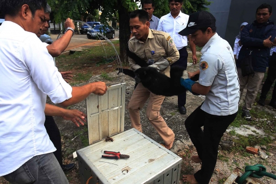 BKSDA selamatkan siamang langka yang dipelihara warga Kelapa Gading