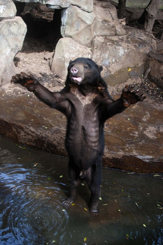 Meratapi kondisi beruang kurus kelaparan di Kebun Binatang Bandung