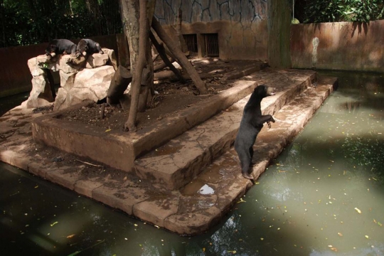 Meratapi kondisi beruang kurus kelaparan di Kebun Binatang Bandung