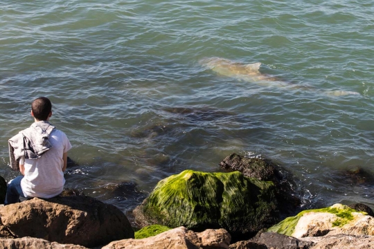 Air laut berubah hangat, puluhan hiu penuhi pesisir Israel