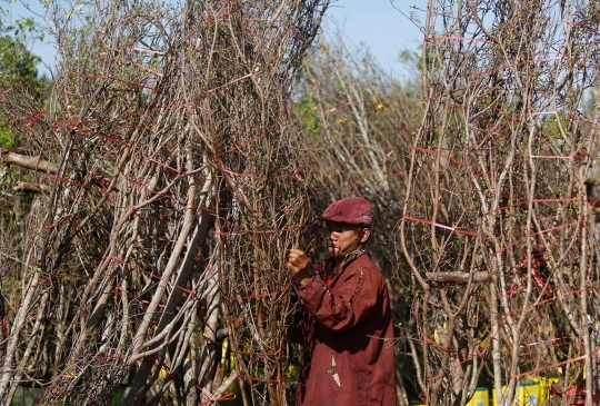 Memanen pohon angpao untuk perayaan Imlek