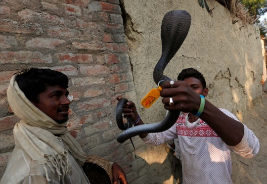 Ekstrem, orang-orang di desa ini hidup berdampingan dengan kobra