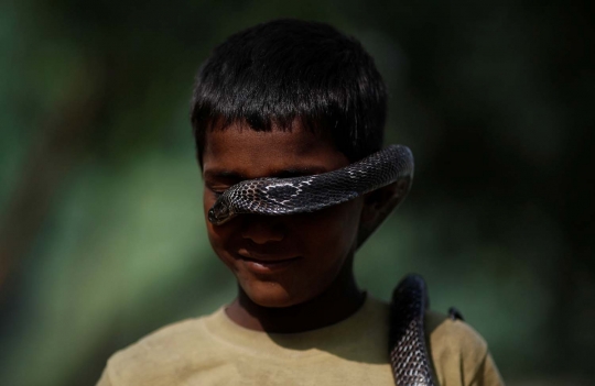 Ekstrem, orang-orang di desa ini hidup berdampingan dengan kobra
