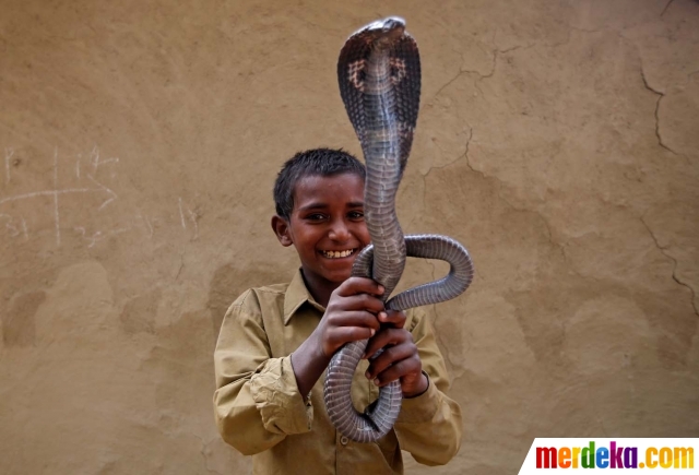Ekstrem, orang-orang di desa ini hidup berdampingan dengan kobra. Dari anak-anak dan orang tua tak ada yang takut dengan kobra atau jenis ular lainnya. Bahkan, sebagian dari mereka mampu membuat ular menari sesuai irama musik yang mereka mainkan.