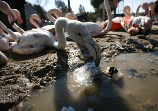 Meratapi nasib flamingo dijual di pasar gelap Irak