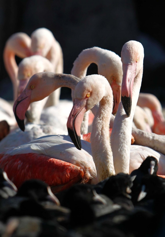 Meratapi nasib flamingo dijual di pasar gelap Irak