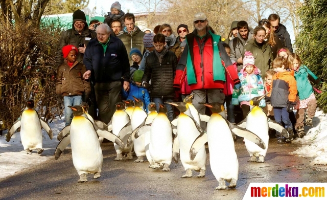 Foto : Lucunya parade gerak jalan penguin-penguin di kebun 