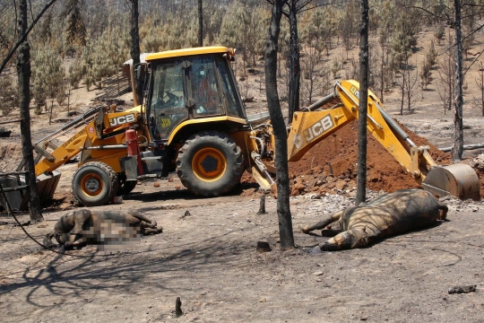 Yang tersisa dari kebakaran hutan terparah Chile