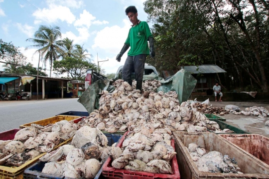 Kisah muslim di Thailand bertahan hidup dari karet