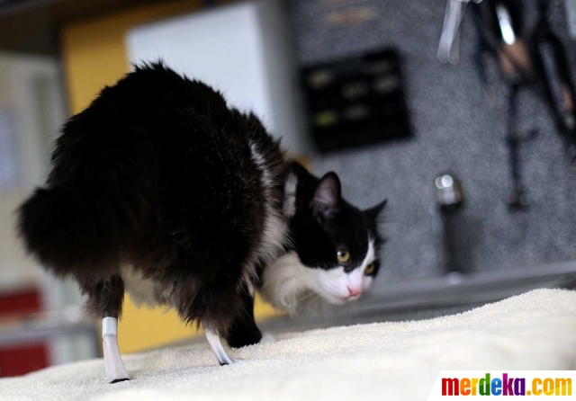 Foto Lucunya Pooh Kucing Bulgaria Berkaki Bionik Merdeka Com