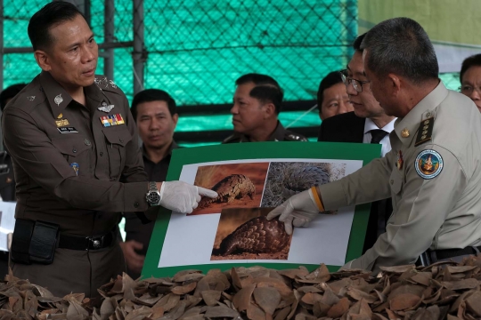Thailand gagalkan penyelundupan sisik tenggiling senilai Rp 10 M