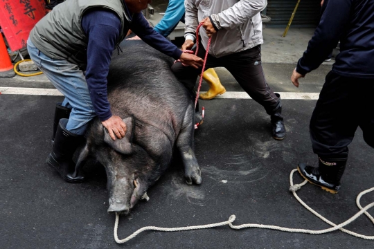Penampakan babi dengan berat nyaris 1 ton