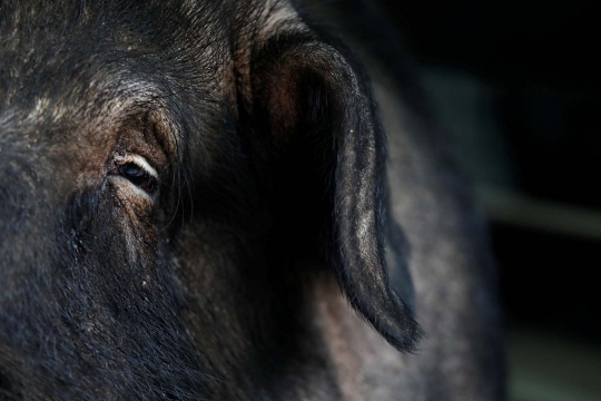 Penampakan babi dengan berat nyaris 1 ton