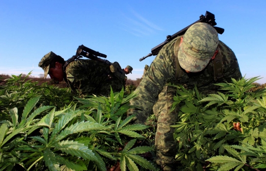 Tentara Meksiko temukan ladang ganja seluas 10 hektare