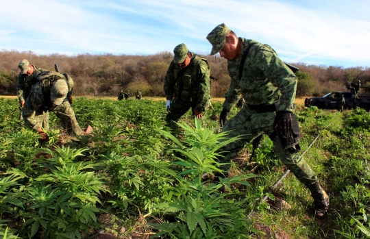 Tentara Meksiko temukan ladang ganja seluas 10 hektare