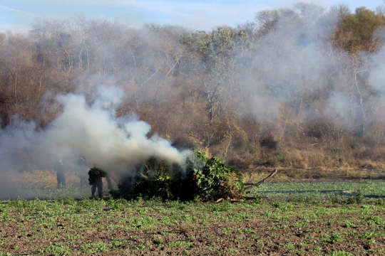 Tentara Meksiko temukan ladang ganja seluas 10 hektare