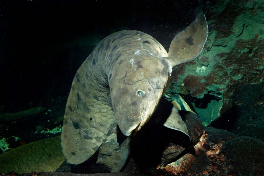 Ini ikan Lungfish berusia 90 tahun yang disuntik mati di Chicago