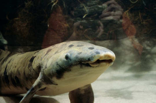 Ini ikan Lungfish berusia 90 tahun yang disuntik mati di Chicago