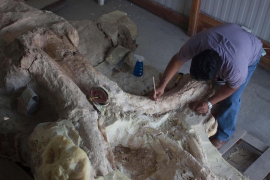 Penampakan tengkorak mamut berusia puluhan ribu tahun di Meksiko