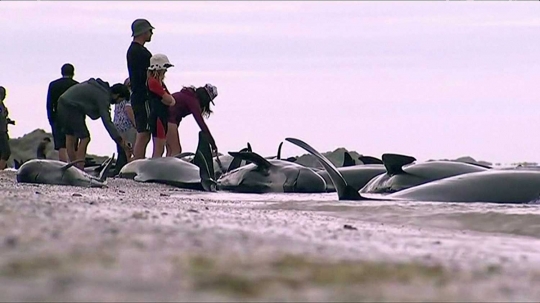 Ratusan ekor ikan paus terdampar di pantai Selandia baru