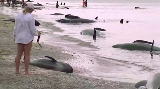 Ratusan ekor ikan paus terdampar di pantai Selandia baru