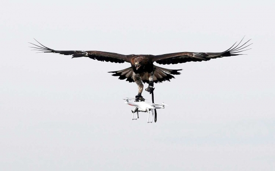 Prancis latih elang emas bertempur dengan drone