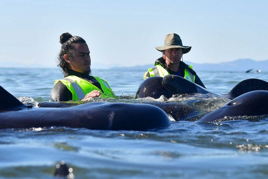 Relawan papah paus-paus terdampar yang masih hidup kembali ke laut