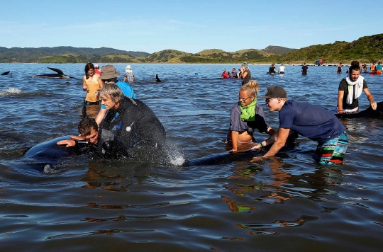 Relawan papah paus-paus terdampar yang masih hidup kembali ke laut