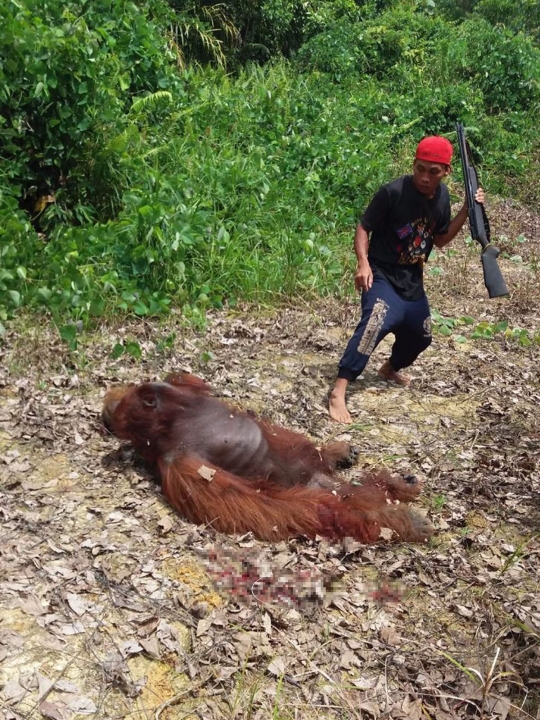 Momen pilu orang utan ditembak mati pekerja sawit di Kalteng