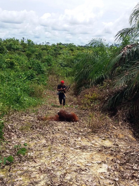 Momen pilu orang utan ditembak mati pekerja sawit di Kalteng