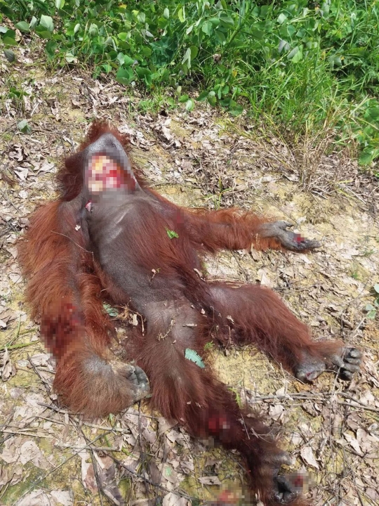 Momen pilu orang utan ditembak mati pekerja sawit di Kalteng