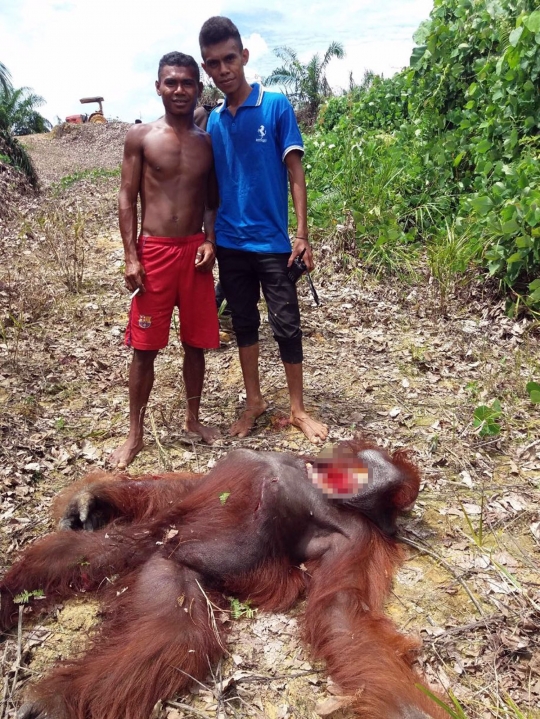 Momen pilu orang utan ditembak mati pekerja sawit di Kalteng