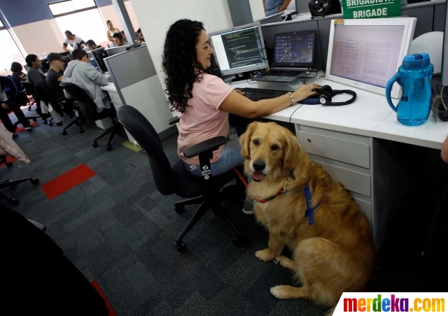 Foto Unik Kantor Ini Izinkan Karyawan Bawa Anjing Peliharaan Merdeka Com Foto Unik Kantor Ini Izinkan Karyawan Bawa Anjing Peliharaan Merdeka Com