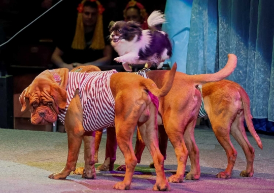 Atraksi lucu para hewan pintar di National Circus
