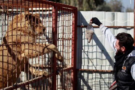 Nasib penghuni Kebun Binatang Mosul di tengah peperangan ISIS