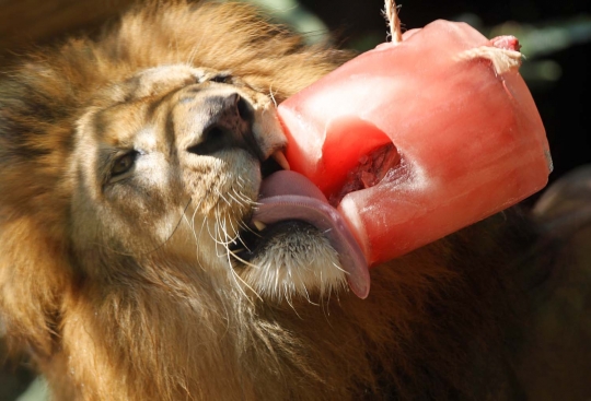 Tingkah lucu para hewan ketika diberi makan es