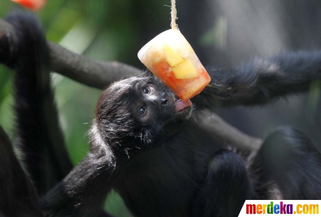  Foto Tingkah lucu para hewan ketika diberi makan es 