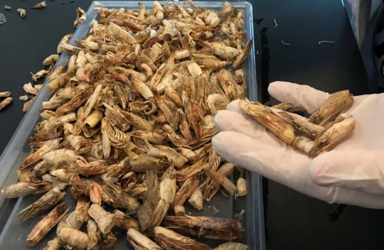 Jenius, mahasiswa Mesir ciptakan plastik dari kulit udang