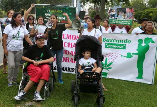Menenangkan epilepsi dengan minyak ganja