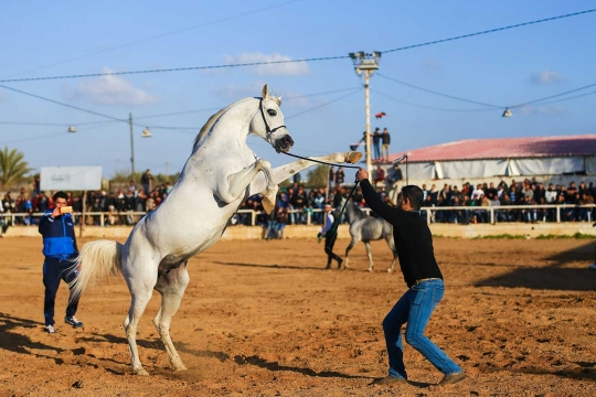 Aksi koboi Palestina di Arabian Horse Show