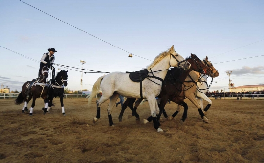 Aksi koboi Palestina di Arabian Horse Show