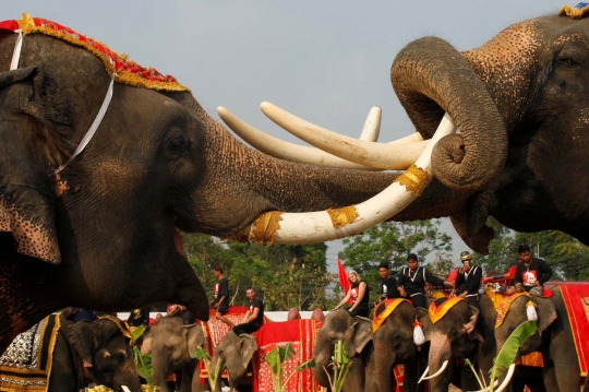 Semarak perayaan Hari Gajah di Thailand
