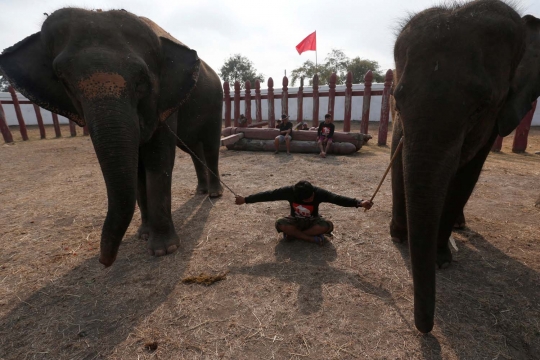 Semarak perayaan Hari Gajah di Thailand