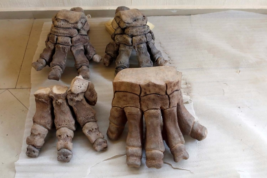 Melihat pemulihan kerangka mamut berusia 14.000 tahun di Meksiko