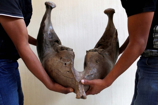 Melihat pemulihan kerangka mamut berusia 14.000 tahun di Meksiko