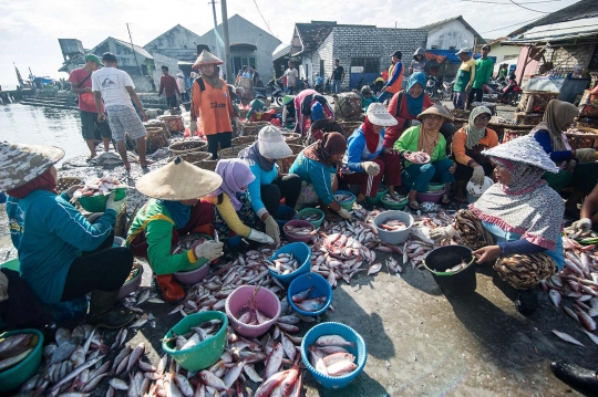 Mengintip perburuan hiu di Lamongan