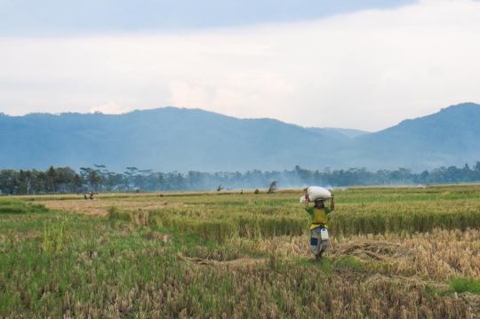 Peluh keringat para Buruh Bawon