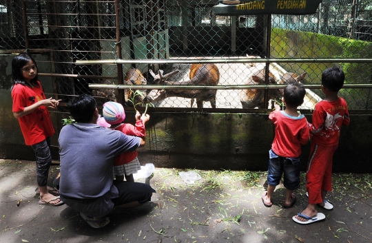 Melihat penangkaran rusa di hutan CIFOR